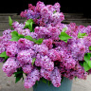 Meet your Posher, Becky